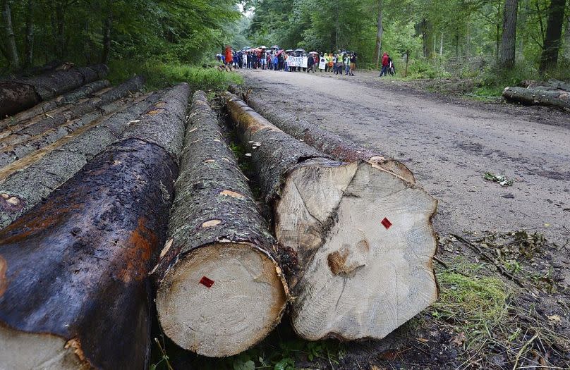 The EU Deforestation Law Should Not Be Yet Another False Dawn · The ...